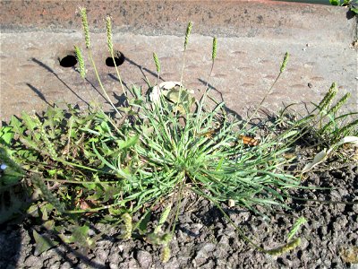 Dem Streudienst sei Dank: Krähenfuß-Wegerich (Plantago coronopus) an der A620 in Alt-Saarbrücken
