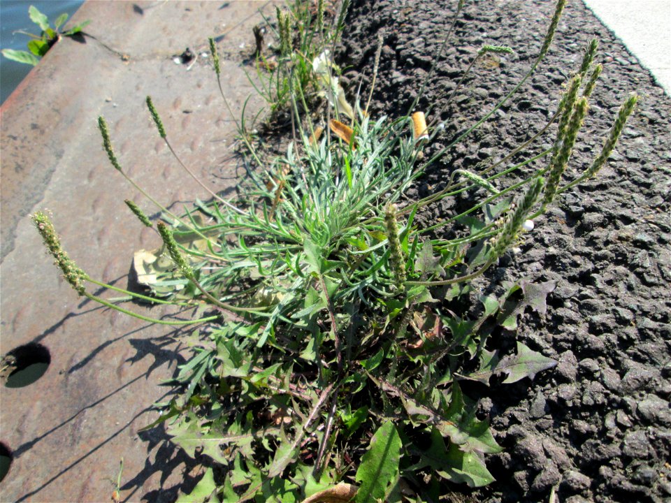 Dem Streudienst sei Dank: Krähenfuß-Wegerich (Plantago coronopus) an der A620 in Alt-Saarbrücken