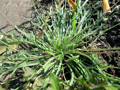 Dem Streudienst sei Dank: Krähenfuß-Wegerich (Plantago coronopus) an der A620 in Alt-Saarbrücken
