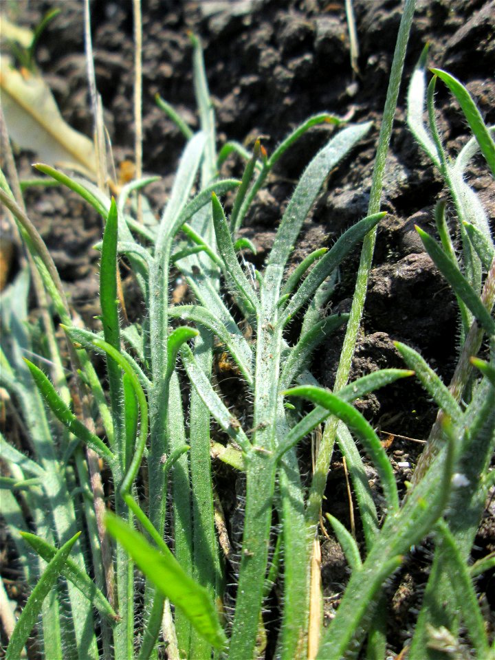 Dem Streudienst sei Dank: Krähenfuß-Wegerich (Plantago coronopus) an der A620 in Alt-Saarbrücken
