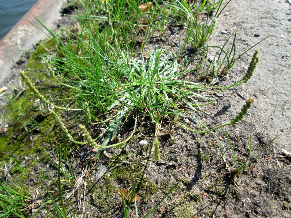 Dem Streudienst sei Dank: Krähenfuß-Wegerich (Plantago coronopus) an der A620 in Alt-Saarbrücken