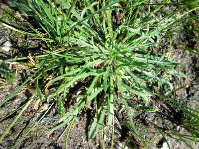 Dem Streudienst sei Dank: Krähenfuß-Wegerich (Plantago coronopus) an der A620 in Alt-Saarbrücken