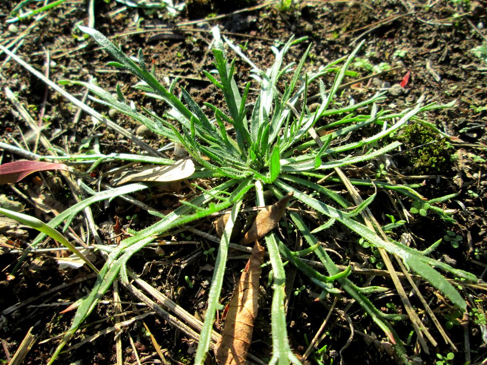 Krähenfuß-Wegerich (Plantago coronopus) an der Saar in Alt-Saarbrücken