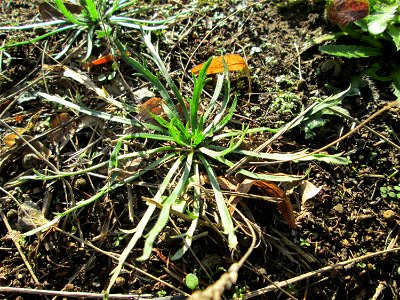 Krähenfuß-Wegerich (Plantago coronopus) an der Saar in Alt-Saarbrücken