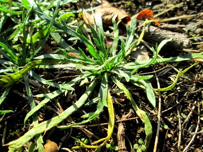 Krähenfuß-Wegerich (Plantago coronopus) an der Saar in Alt-Saarbrücken