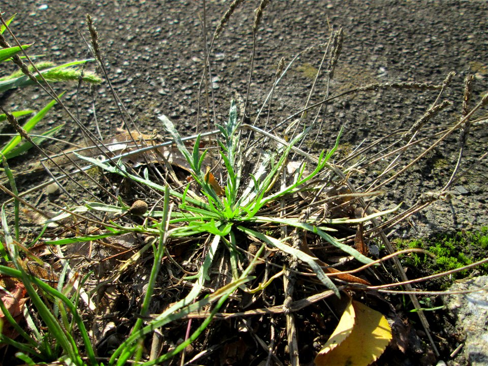 Krähenfuß-Wegerich (Plantago coronopus) an der Saar in Alt-Saarbrücken