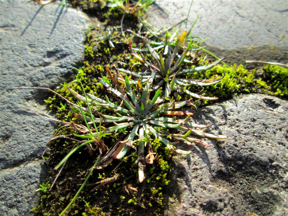 Dem Streudienst sei Dank: Krähenfuß-Wegerich (Plantago coronopus) an der A620 in Alt-Saarbrücken
