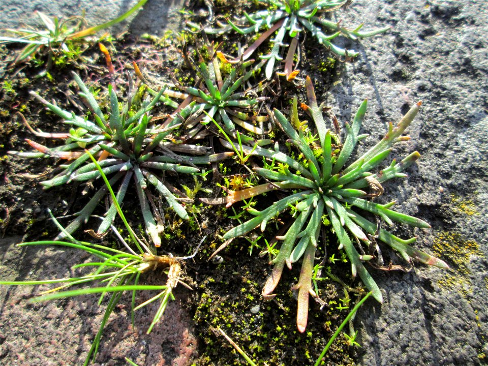 Dem Streudienst sei Dank: Krähenfuß-Wegerich (Plantago coronopus) an der A620 in Alt-Saarbrücken