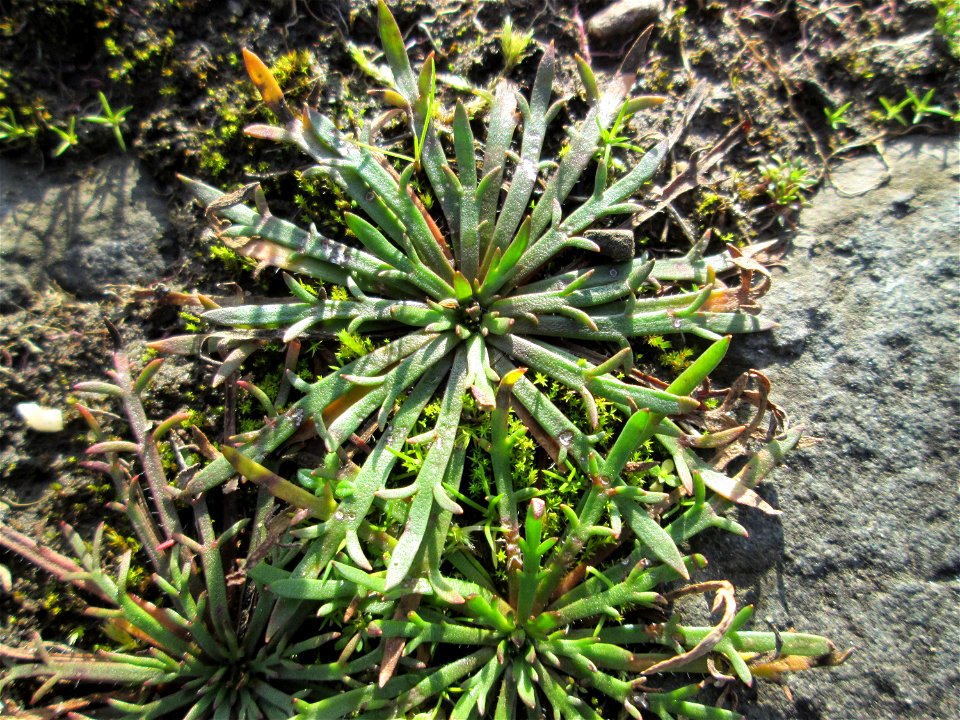 Dem Streudienst sei Dank: Krähenfuß-Wegerich (Plantago coronopus) an der A620 in Alt-Saarbrücken