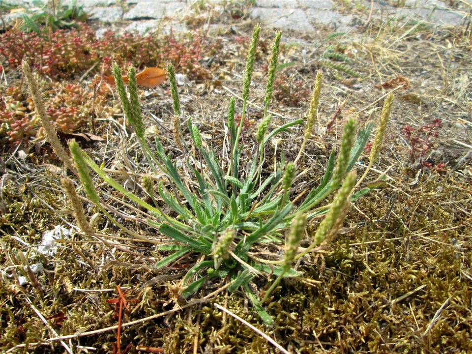 Dem Streudienst sei Dank: Krähenfuß-Wegerich (Plantago coronopus) an der A620 in Alt-Saarbrücken