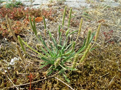 Dem Streudienst sei Dank: Krähenfuß-Wegerich (Plantago coronopus) an der A620 in Alt-Saarbrücken