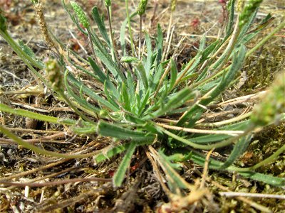 Dem Streudienst sei Dank: Krähenfuß-Wegerich (Plantago coronopus) an der A620 in Alt-Saarbrücken