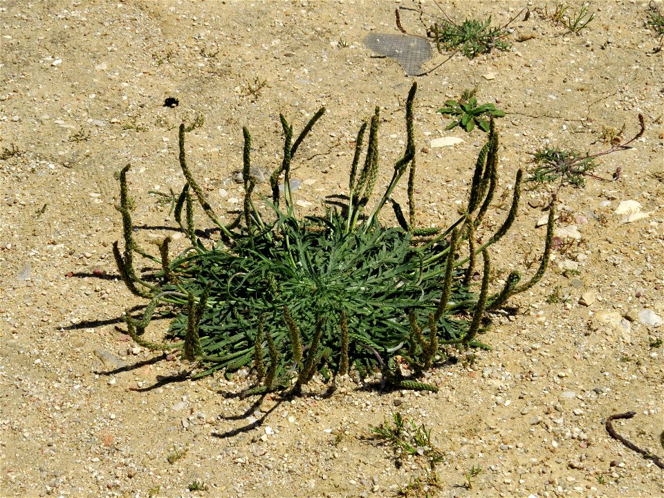 Plantago Coronopus / Madrid, Spain