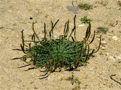 Plantago Coronopus / Madrid, Spain