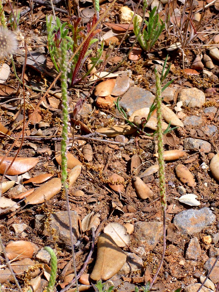 Plantago coronopus close up, Dehesa Boyal de Puertollano, Spain