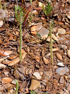 Plantago coronopus close up, Dehesa Boyal de Puertollano, Spain