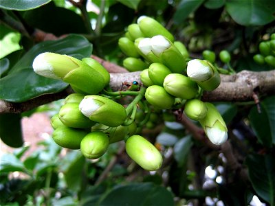 Tecomanthe speciosa. Clusters of flowerbuds arise directly from the stems in autumn or early winter. Auckland, New Zealand. Just visible on the plant stem is a Steelblue ladybird, Halmus chalybeus, a 