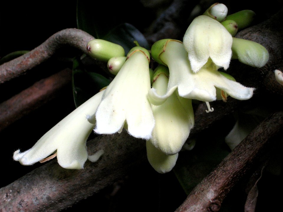 Tecomanthe speciosa, Auckland, New Zealand. Clusters of flowers arise directly from the stems of this rampant forest vine in autumn or early winter