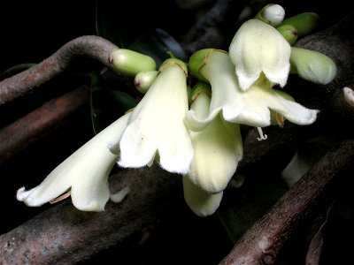 Tecomanthe speciosa, Auckland, New Zealand. Clusters of flowers arise directly from the stems of this rampant forest vine in autumn or early winter