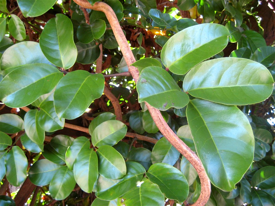 Tecomanthe speciosa is a rampant forest vine with large, thick, glossy leaves. Plant growing in Auckland, New Zealand.