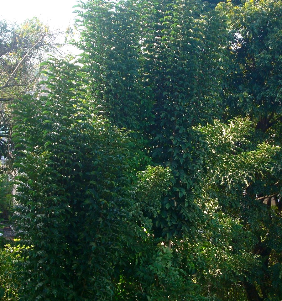 Conhecida no Brasil como Akoko, Folha de Akoko.Newbouldia laevis Seem., Bignoniaceae