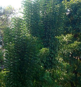 Conhecida no Brasil como Akoko, Folha de Akoko.Newbouldia laevis Seem., Bignoniaceae