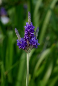 Fernleaf Lavender (Lavandula multifida)