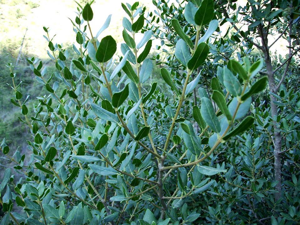 Image:Philyrea_latifolia.JPG
My own work

Phillyrea latifolia in july 2006 at Castelltallat, Catalonia