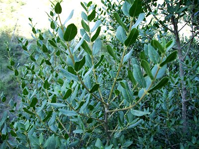 Image:Philyrea_latifolia.JPG
My own work

Phillyrea latifolia in july 2006 at Castelltallat, Catalonia