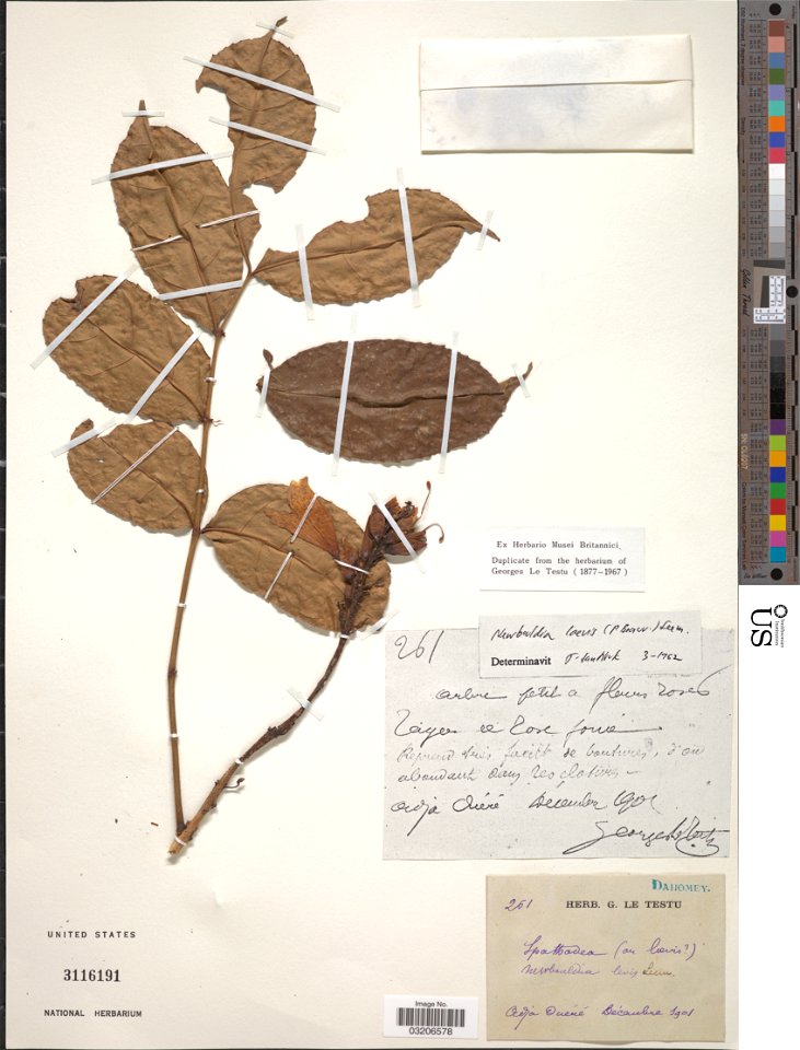 *Newbouldia laevis (P. Beauv.) Seem. ex Bureau
Object Details
Biogeographical Region
22 - West Tropical Africa
Collector
G. Le Testu
Record Last Modified
17 May 2019
Specimen Count
1
Collection Date
D