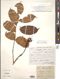 *Newbouldia laevis (P. Beauv.) Seem. ex Bureau
Object Details
Biogeographical Region
22 - West Tropical Africa
Collector
G. Le Testu
Record Last Modified
17 May 2019
Specimen Count
1
Collection Date
D