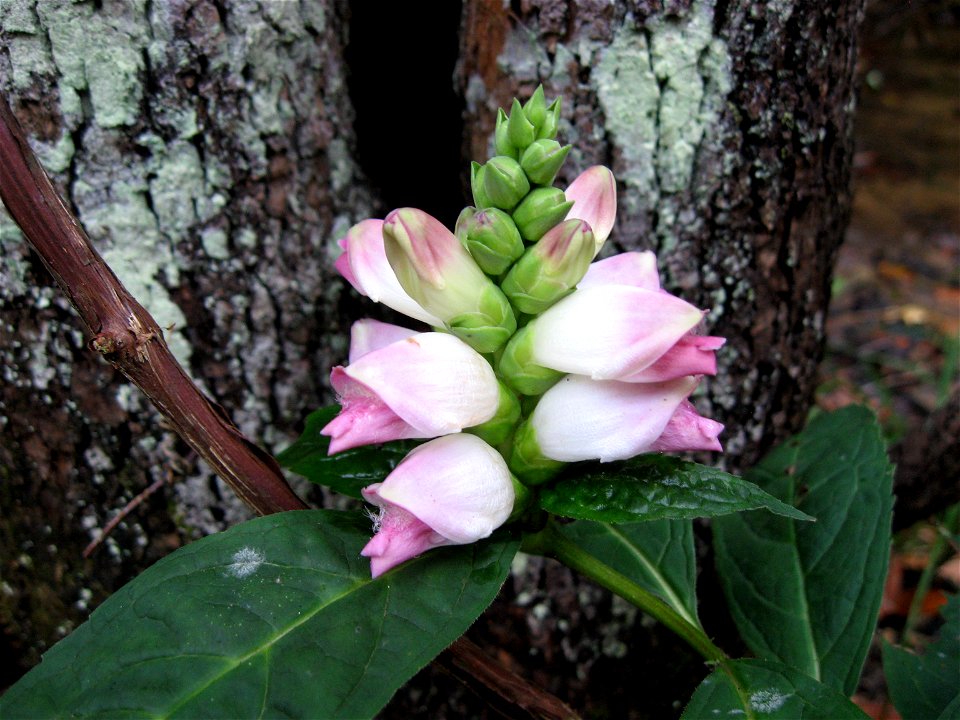 Chelone glabra 
On the Rough Trail at the Red River Gorge, Kentucky.