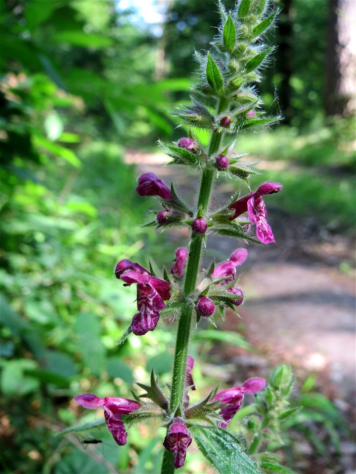 Wald-Ziest (Stachys sylvatica) in der Schwetzinger Hardt