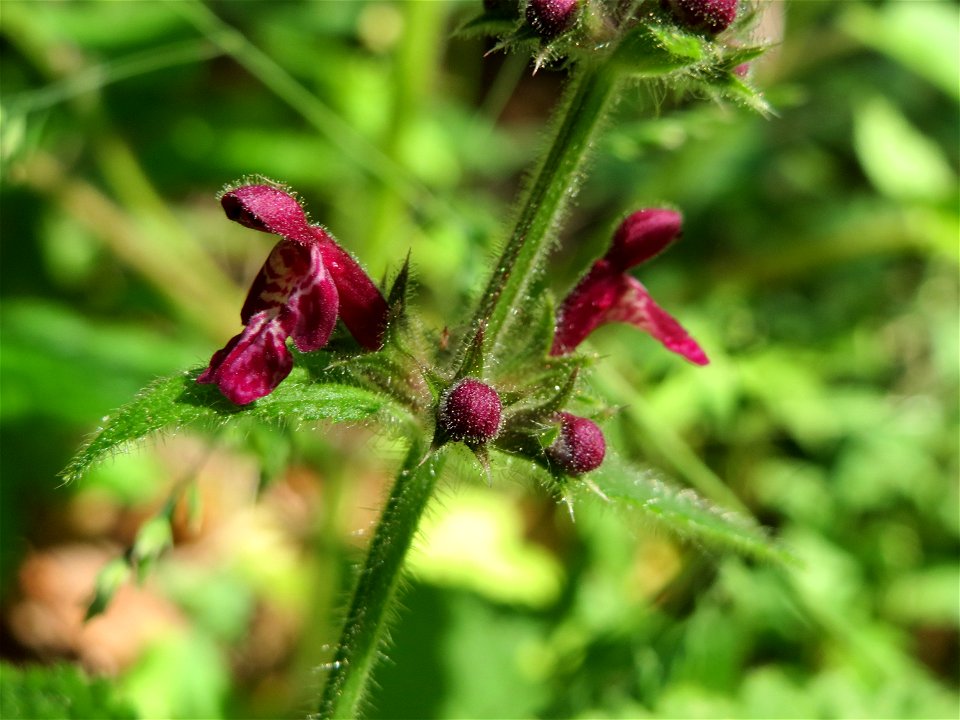 Wald-Ziest (Stachys sylvatica) im Schwetzinger Hardt