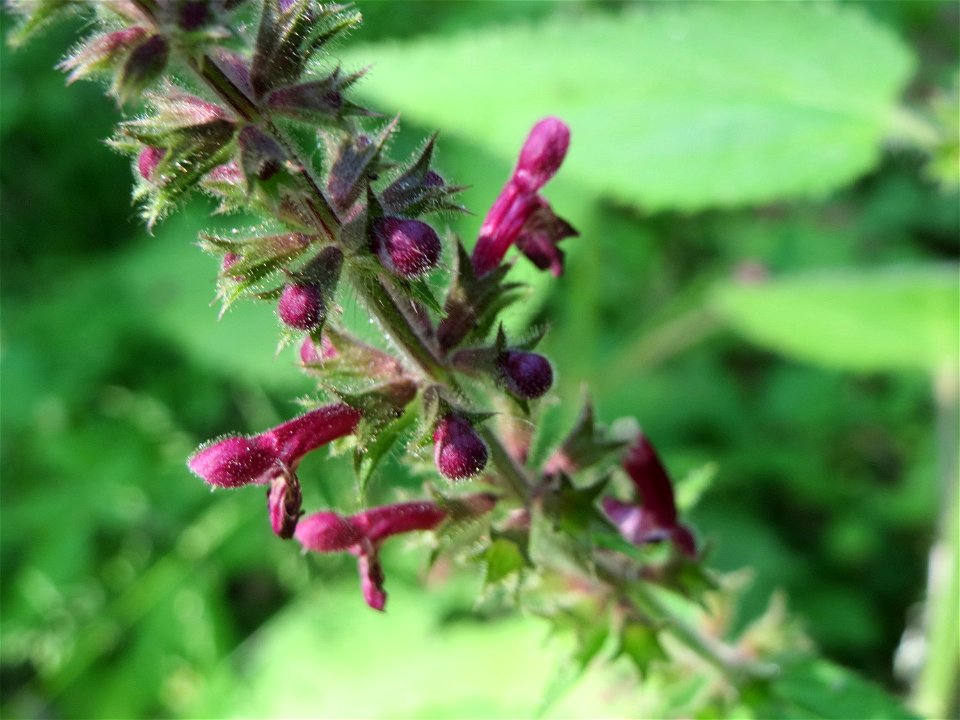 Wald-Ziest (Stachys sylvatica) im Schwetzinger Hardt
