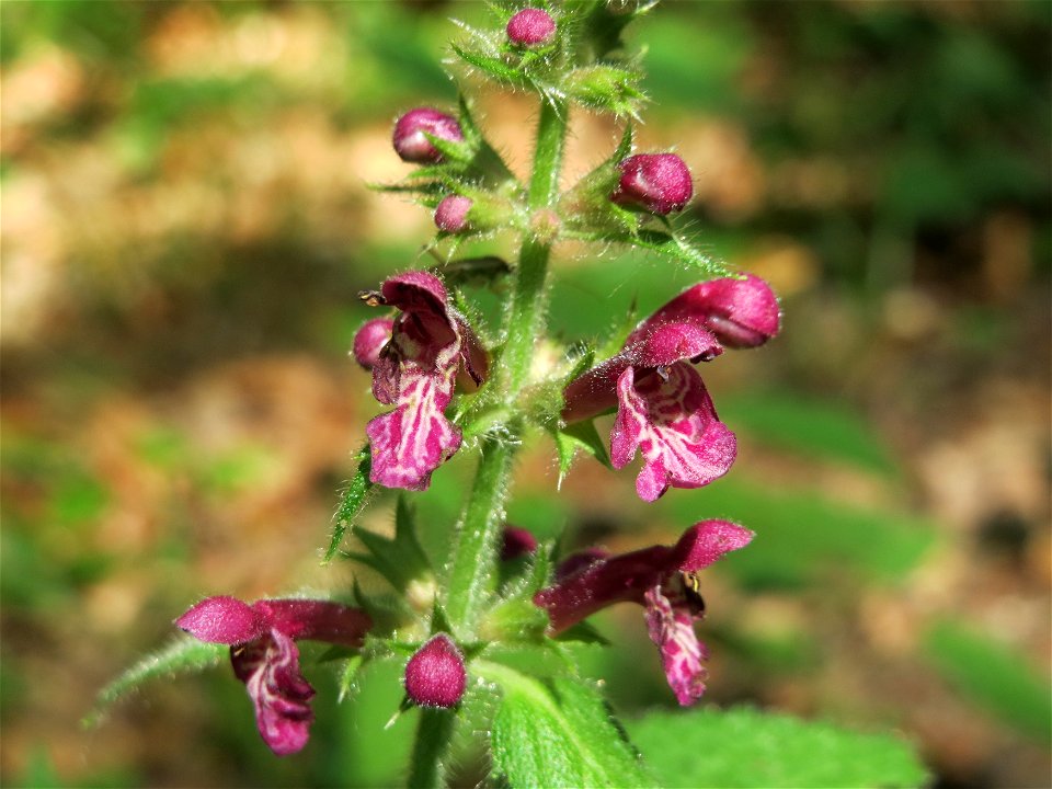 Wald-Ziest (Stachys sylvatica) im Schwetzinger Hardt