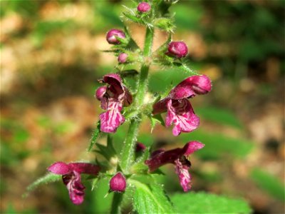 Wald-Ziest (Stachys sylvatica) im Schwetzinger Hardt