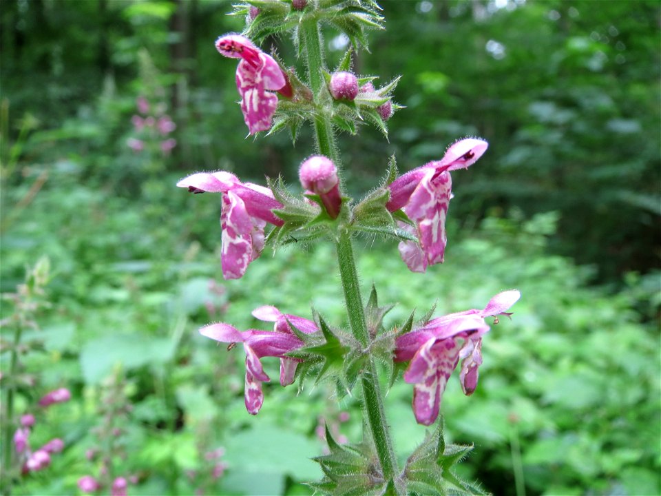 Wald-Ziest (Stachys sylvatica) im Meerwald bei Bübingen