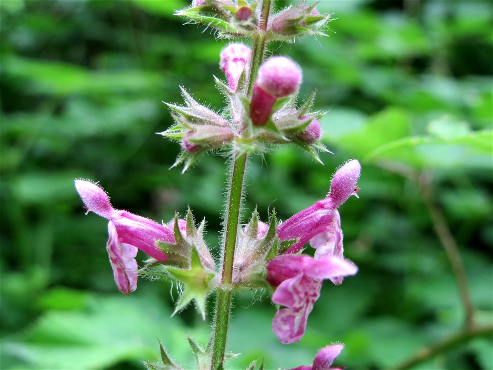 Wald-Ziest (Stachys sylvatica) im Meerwald bei Bübingen