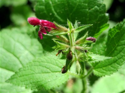 Wald-Ziest (Stachys sylvatica) im Schwetzinger Hardt
