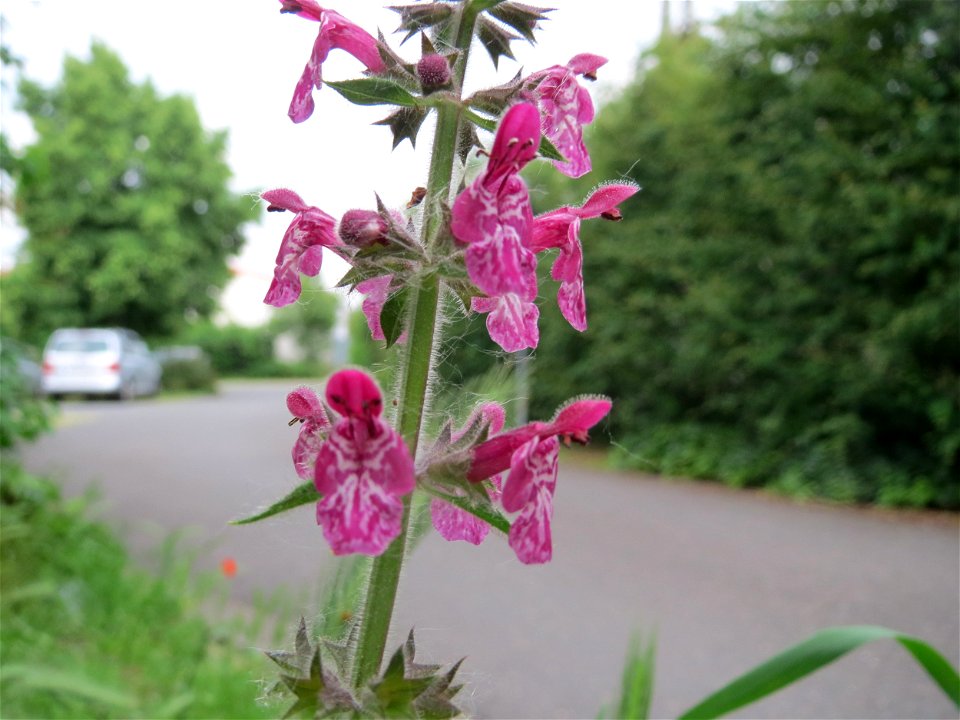 Wald-Ziest (Stachys sylvatica) in Hockenheim