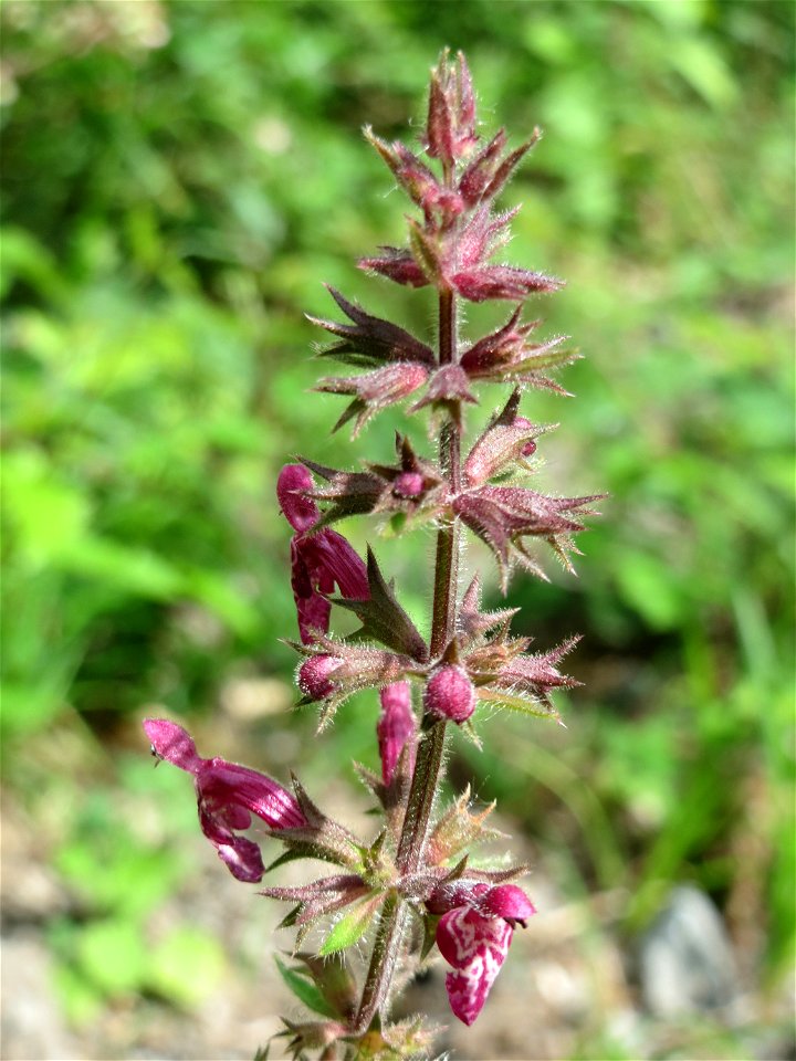 Wald-Ziest (Stachys sylvatica) im Landschaftsschutzgebiet Saalbachniederung bei Waghäusel