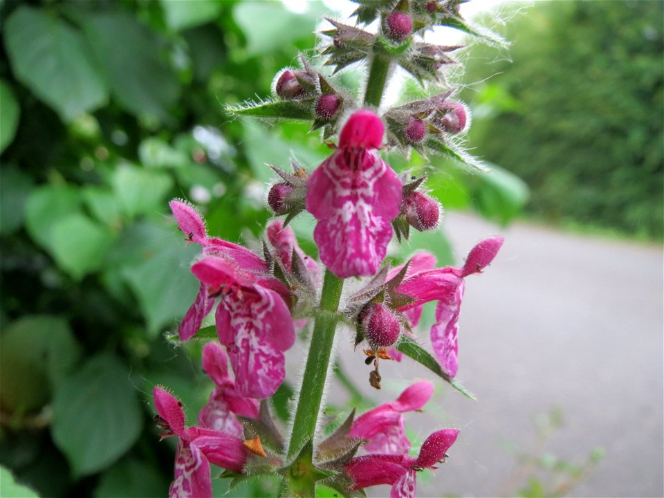 Wald-Ziest (Stachys sylvatica) in Hockenheim