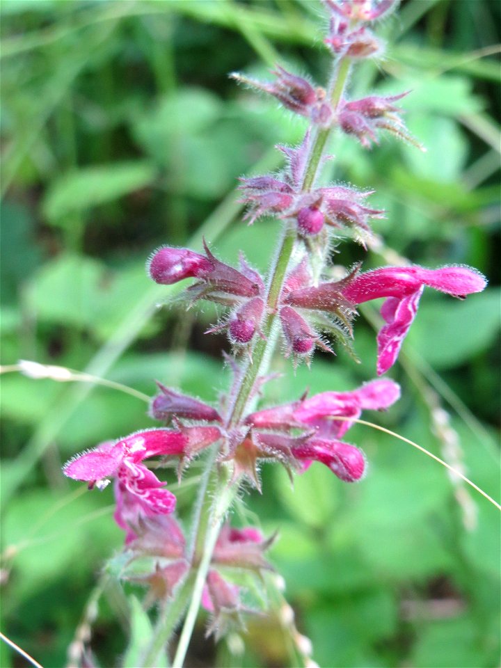 Wald-Ziest (Stachys sylvatica) bei Nußloch