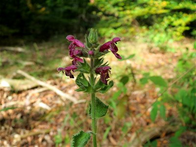 Wald-Ziest (Stachys sylvatica) im Schwetzinger Hardt