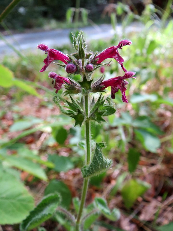 Wald-Ziest (Stachys sylvatica) im Schwetzinger Hardt