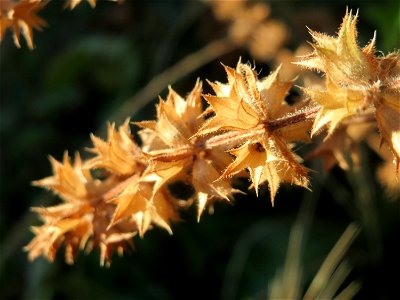 Mumienbotanik: Wald-Ziest (Stachys sylvatica) in Hockenheim