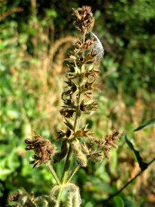 Mumienbotanik: Wald-Ziest (Stachys sylvatica) in Hockenheim