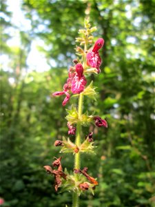 Wald-Ziest (Stachys sylvatica) in der Schwetzinger Hardt
