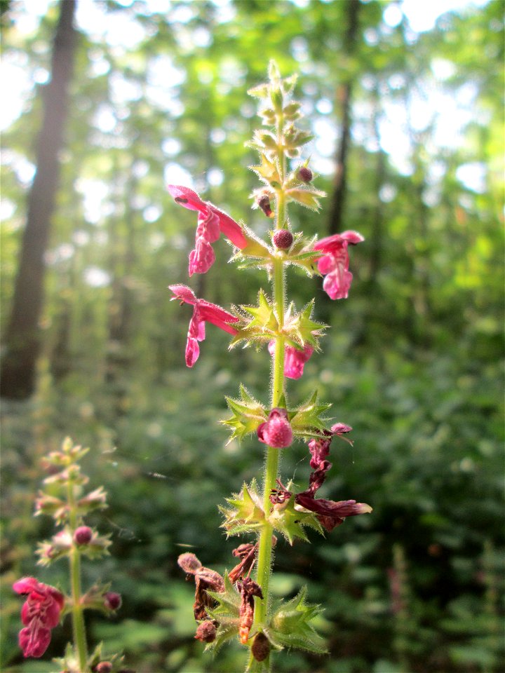 Wald-Ziest (Stachys sylvatica) in der Schwetzinger Hardt